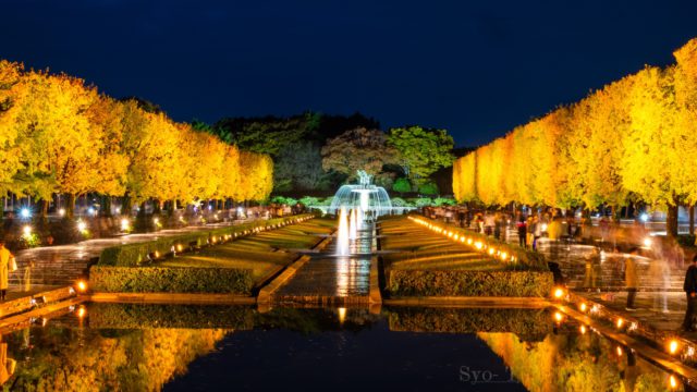 イチョウ並木の夜景が美しい

#夜景 #イチョウ並木 #風景