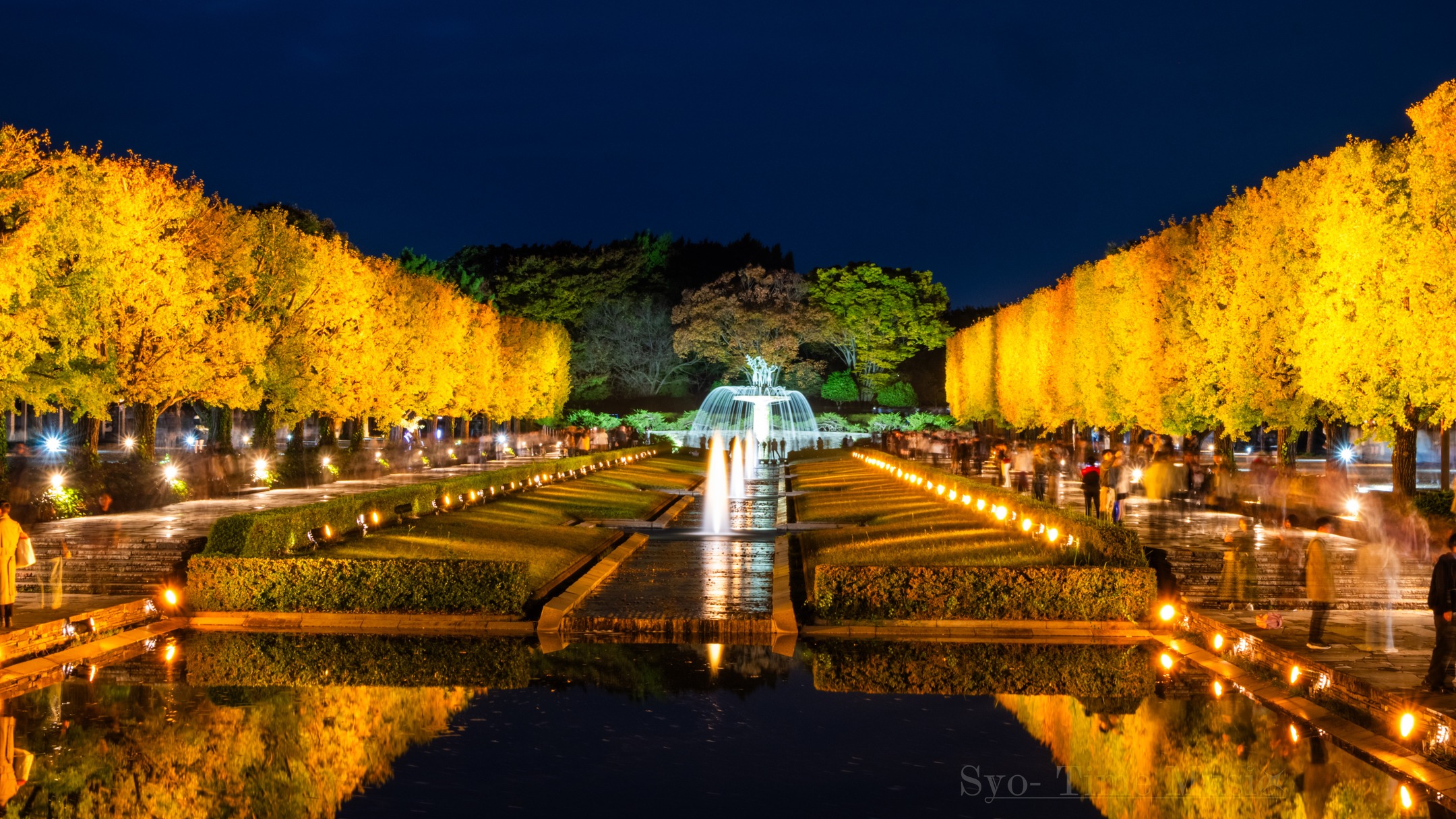 イチョウ並木の夜景が美しい

#夜景 #イチョウ並木 #風景