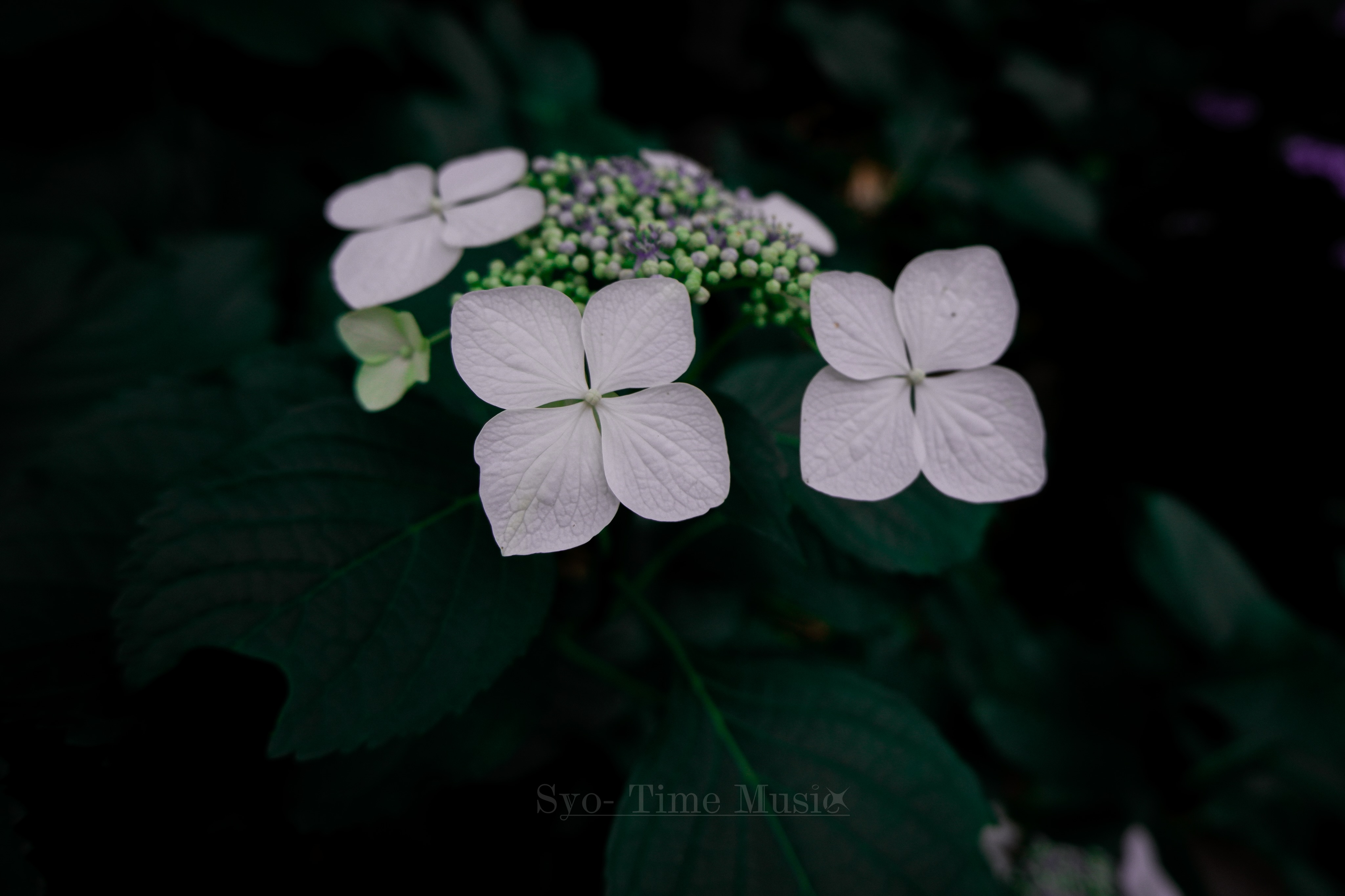 凛と、白。

#紫陽花
#キリトリセカイ
#ファインダー越しの私の世界