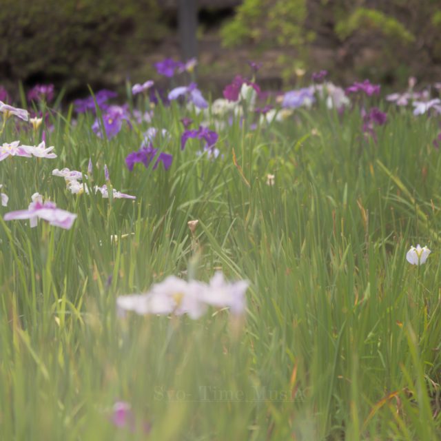 初めての菖蒲園。
凛と咲くその姿に、
たくさん癒やされてきました。

#ファインダー越しの私の世界
#キリトリセカイ
